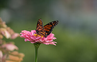 butterfly on flower