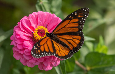 Fototapeta na wymiar monarch butterfly on pink flower