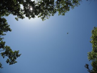 Graphium sarpedon (アオスジアゲハ)