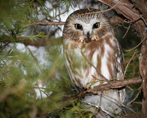 Northern Saw Whet Owl