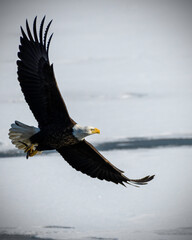 Bald Eagle with Shad