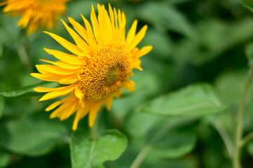 太陽のヒマワリ
