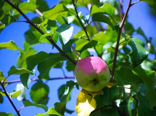 果樹園の美味しい林檎