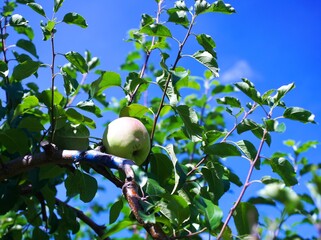果樹園の美味しい林檎