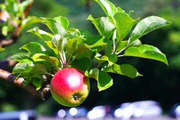 果樹園の美味しい林檎
