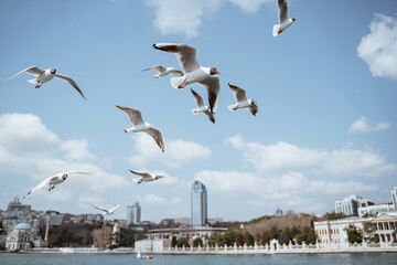 close up of seagulls flying around the bosphorus straits in istanbul turkey