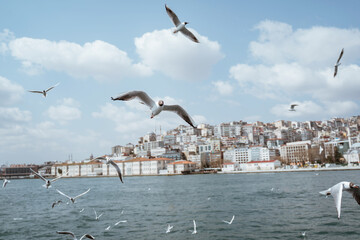 Fototapeta na wymiar close up of seagulls flying around the bosphorus straits in istanbul turkey