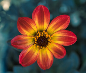 Dahlia blooming