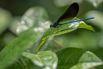 dragonfly on a leaf