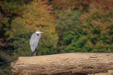 great blue heron fall foliage