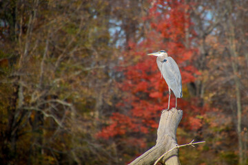 great blue heron fall foliage