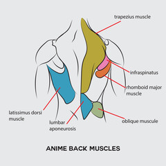 Anime back anatomy, parts of the back muscles.