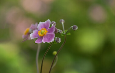 flower in the garden