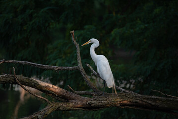 great white heron