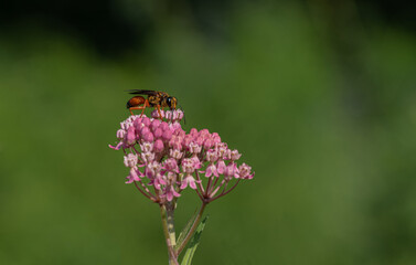 bee on a flower