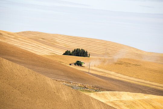 Golden wheat field being plowed