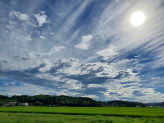 field and blue sky