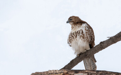 red tailed hawk