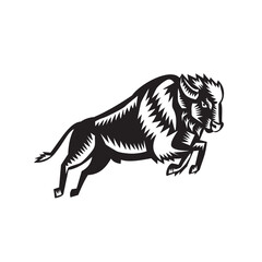 American Bison Buffalo Jumping Woodcut