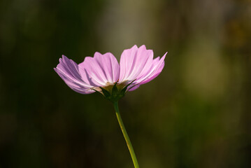 Fototapeta premium pink cosmos flower