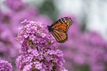butterfly on flower