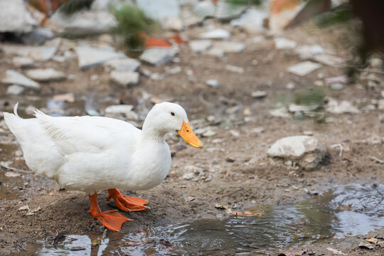 Indian breed  duck in a farmyard