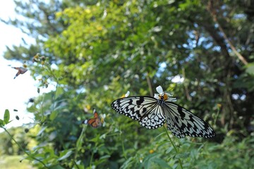  Idea leuconoe in Ishigaki, Okinawa, Japan (オオゴマダラ)