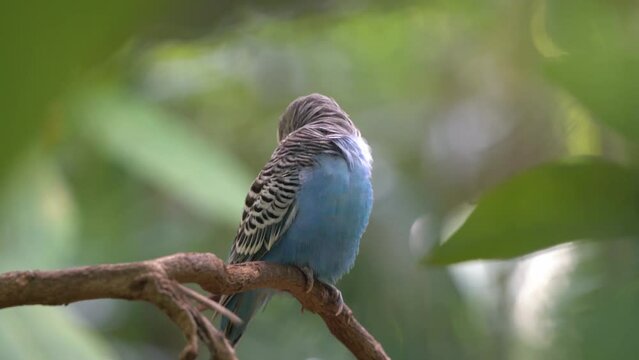 Exotic male budgerigar, melopsittacus undulatus with blue cere scratching its head with its feet, preening beautiful blue feathers against dreamy bokeh forest background at langkawi wildlife park.