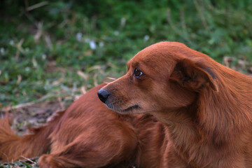red dog smiling closeup