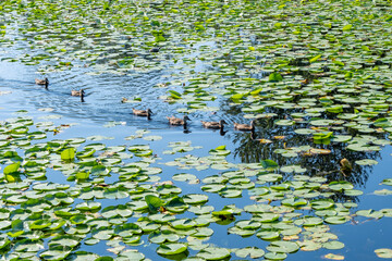 Ducks swimming through lily pads