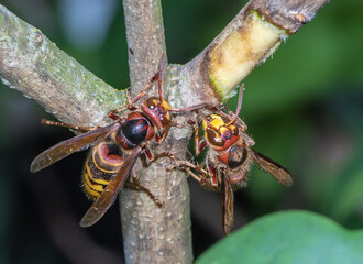 Hornets eat tree bark and the escaping plant sap
