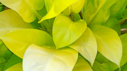Top view of Philodendron erubescens or Lemon Lime green leaves with water drops, creeper ornamental plant, overlapping foliage in the garden.