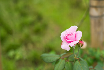 A pink rose and water drops on its tree with blur background and copy space from Thailand.