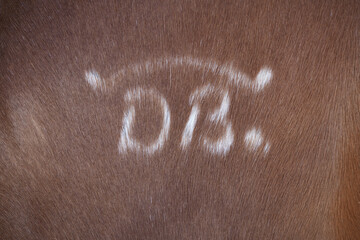 Close up of horse hair with brand