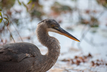 great blue heron
