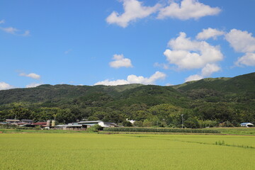 Fototapeta premium 青空と田舎の風景