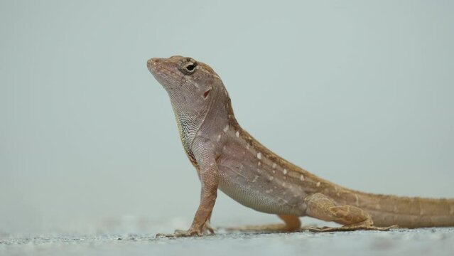 Macro closeup of blown alone lizard warming on summer sun. Anolis sagrei small reptile in native to Florida USA
