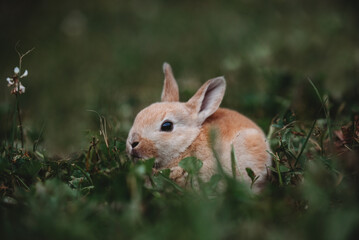 Bunny Hiding