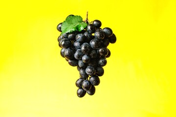 Big bunch of sweet black grapes with green leaves on a yellow background.
