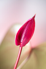 dark red anthurium flower, also known as tailflower, flamingo and laceleaf, teardrop shaped blossom taken in shallow depth of field, blurry background