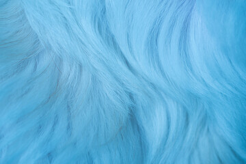 Blue fur texture close-up beautiful abstract feather background