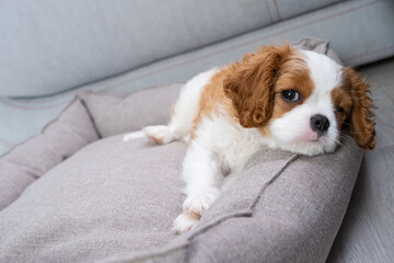 Close up portrait of cute Blenheim King Charles Spaniel dog puppy in a indoor home setting with space for text. Little dog lies on a grey background
