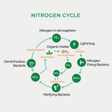 Nitrogen cycle of the atmosphere and organic material. Nitrification, denitrification, asimilation, fixation, ammonification
