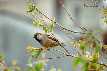 Fototapeta premium Passer is a genus of the family Passeridae, also known as sparrow.