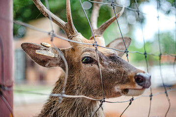 A deer in a cage shows itself to tourists in the zoo of a sheep farm in Pattaya, Thailand.