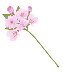 Pink flowers watercolor cherry blossom illustration.