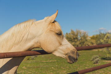 Beautiful Palomino, blonde, or white horse peeks over coral fence in desert landscape