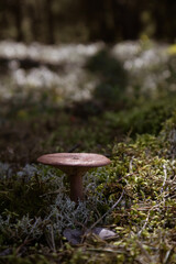 Russula mushroom in sunny day. Beautiful close up view
