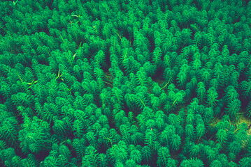 Abstract image of beautiful dark green leaves growing in a swamp