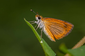 Fototapeta na wymiar Close up of a Least Skipper (Ancyloxypha numitor) perching on a leaf. Raleigh, North Carolina.